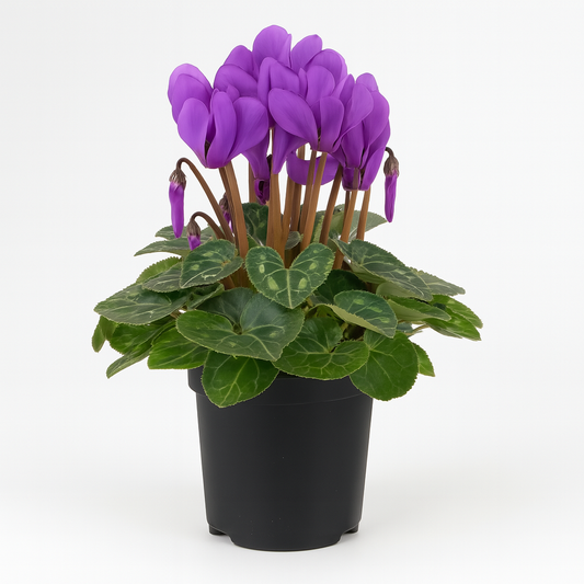 Cyclamen Super Serie Dragon Dark Blue – Bold Winter Blooms for Shade and Containers
