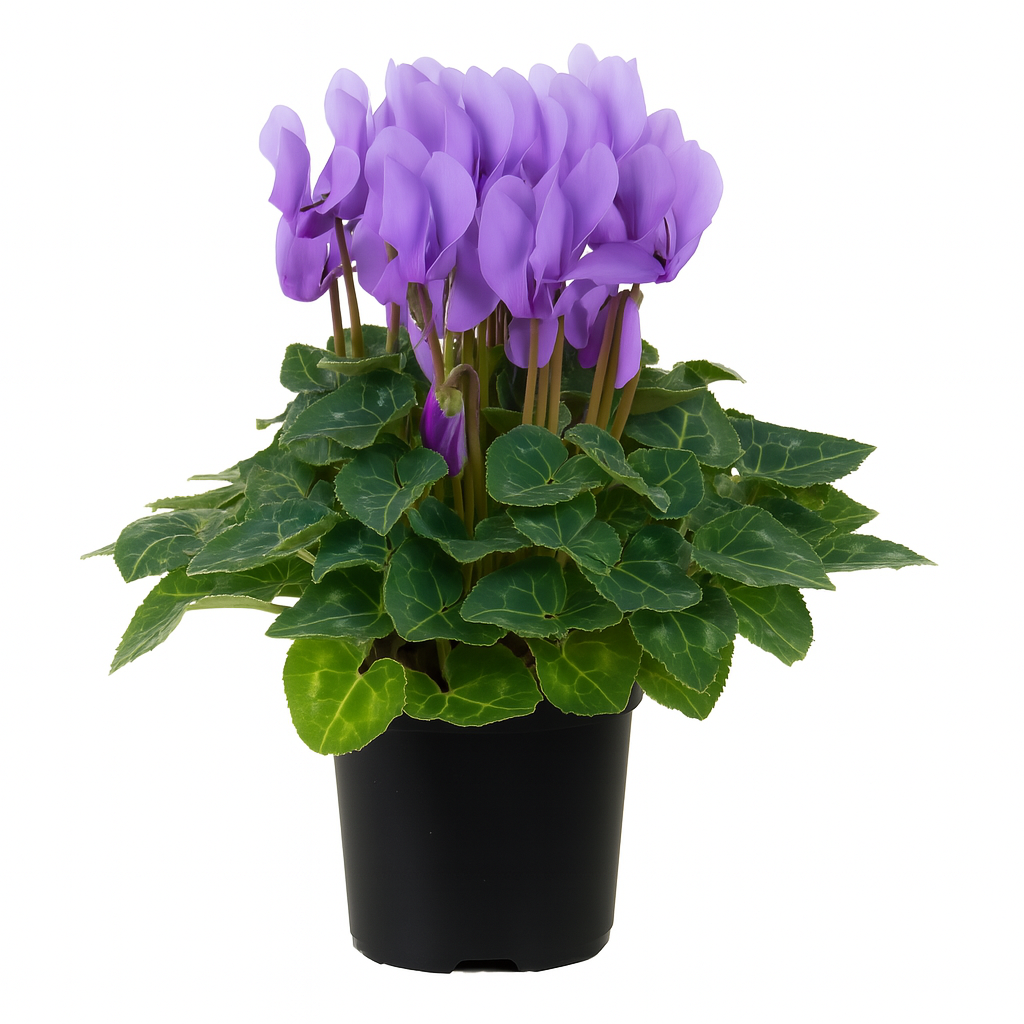 Cyclamen Super Serie Dragon Light Blue flower in full bloom with lavender-blue petals and marbled foliage, ideal for shade gardens and containers