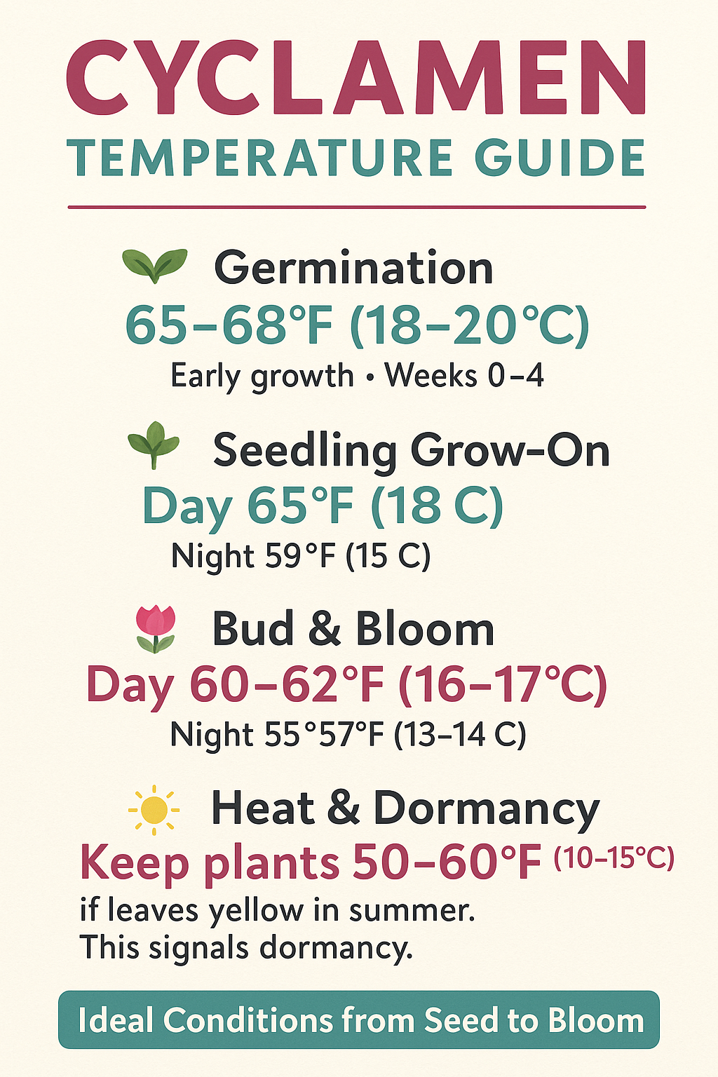 Cyclamen Temperature Guide showing ideal growing conditions from seed to bloom with vibrant pink and red flowers in cool indoor and outdoor settings
