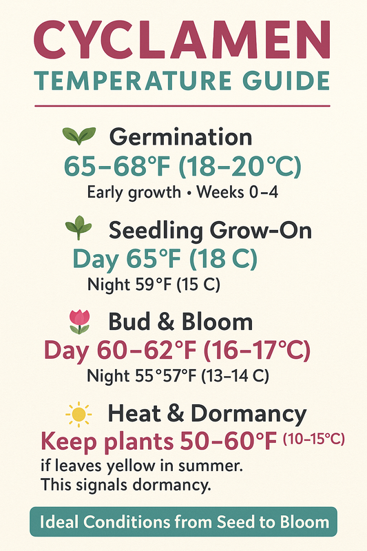 Cyclamen Temperature Guide showing ideal growing conditions from seed to bloom with vibrant pink and red flowers in cool indoor and outdoor settings