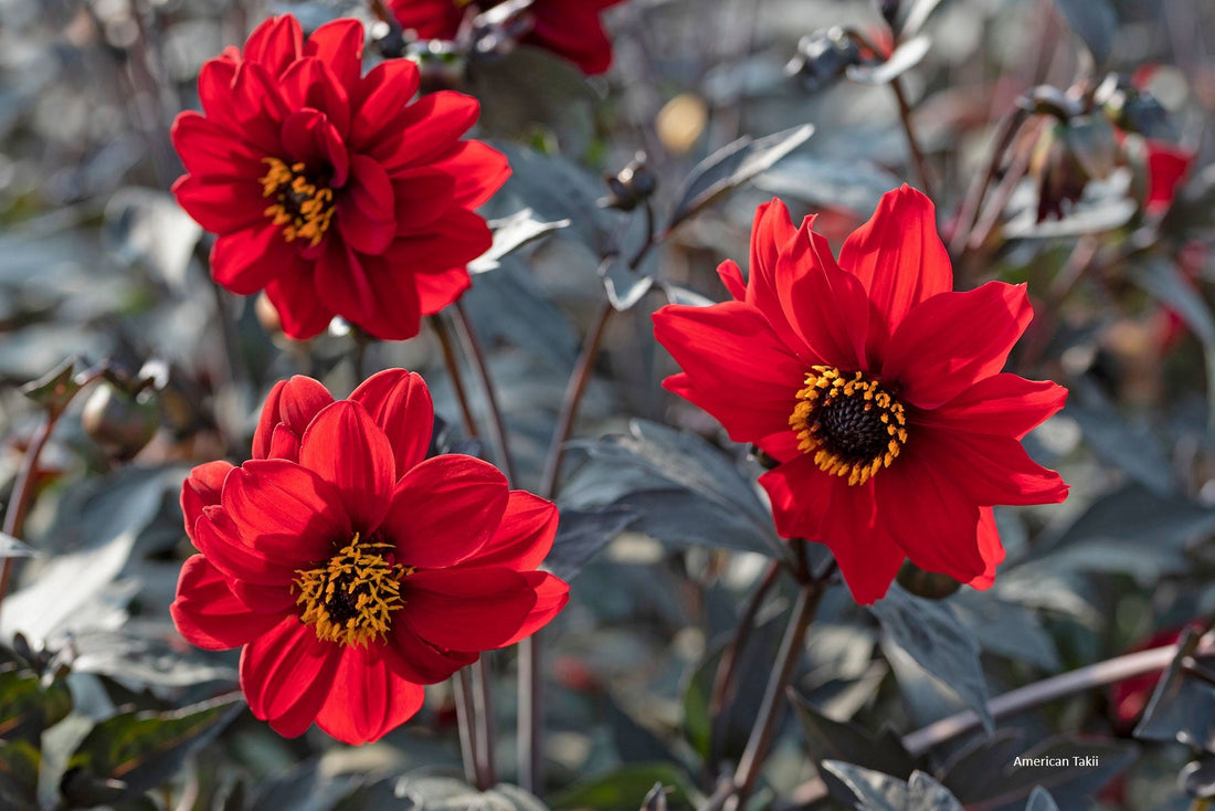 Dahlia Black Forest Ruby in full bloom with dark red petals and rich bronze foliage, growing in a garden bed