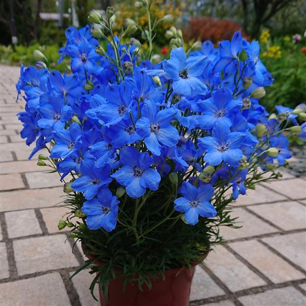 Delphinium Cheer Blue in bloom – compact perennial with vibrant sky-blue flowers for garden beds and containers