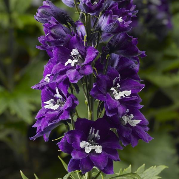 Delphinium Delphina Dark Blue White Bee in full bloom, showcasing rich violet-blue flower spikes with crisp white bee centers on compact green foliage — ideal for containers and cut flower gardens.