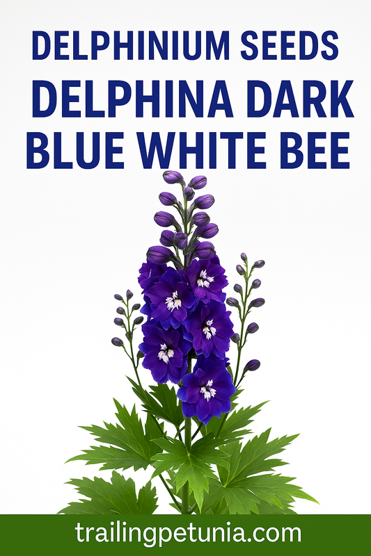 “Delphinium Delphina Dark Blue White Bee flowers with deep blue petals and white centers blooming in garden.”