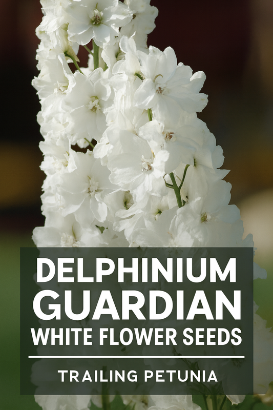 Delphinium Guardian White tall cut flower spikes in bloom