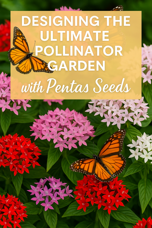 Colorful Pentas flowers with butterflies — designing the ultimate pollinator garden with Pentas seeds for bees, butterflies, and hummingbirds.