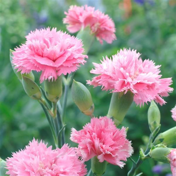 Dianthus Chabaud Aurora Salmon blooms with frilled petals and salmon-pink color