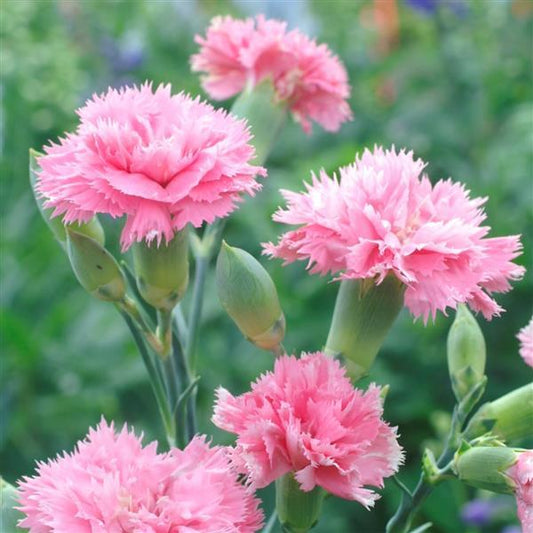 Dianthus Chabaud Aurora Salmon blooms with frilled petals and salmon-pink color