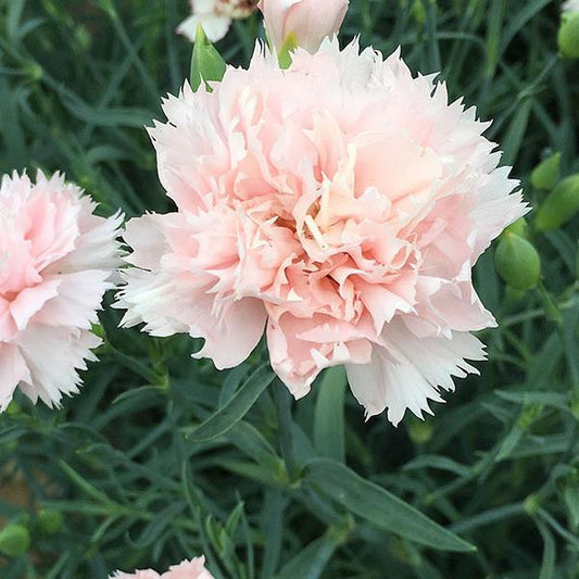Dianthus Chabaud La France Pink blooms with frilled petals"