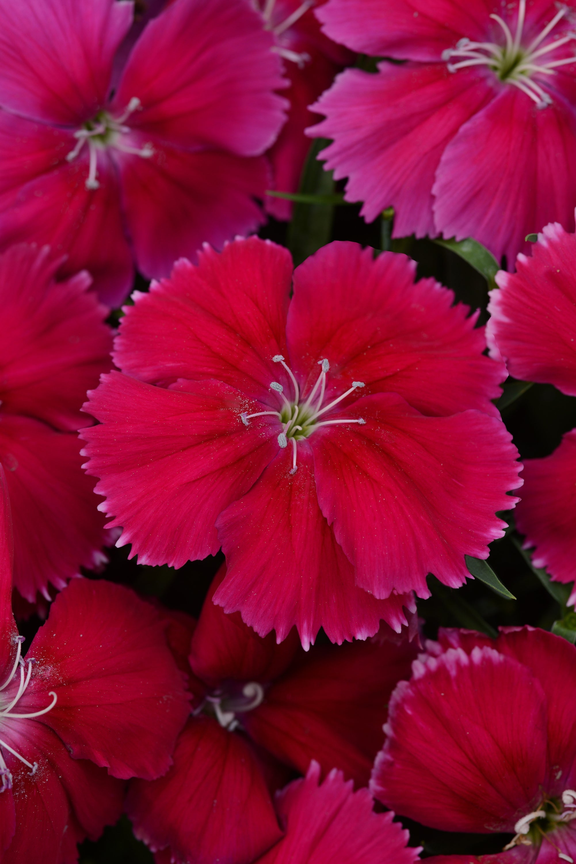 Buy Dianthus Seeds Coronet Cherry Red Bold Blooms For Stunning buy-dianthus-seeds-coronet-cherry-red-bold-blooms-for-stunning