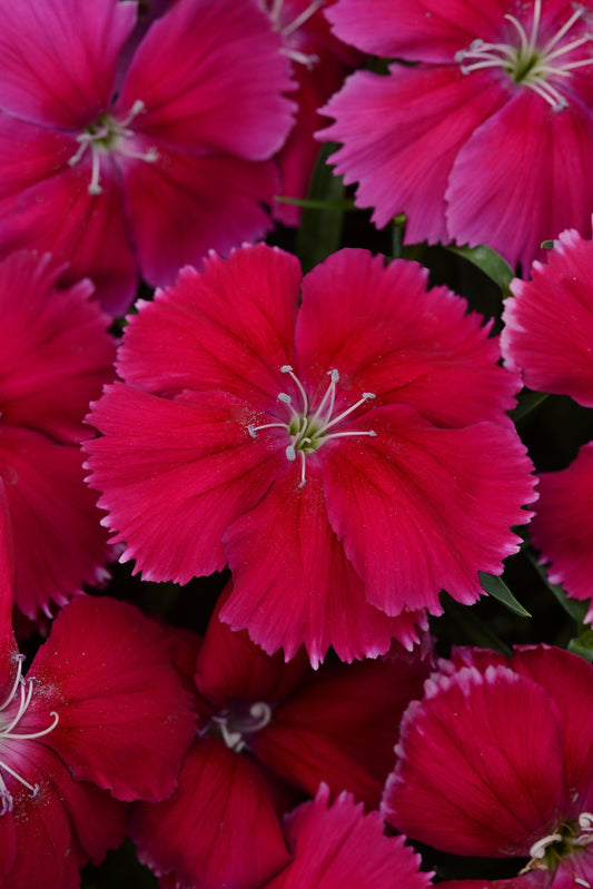 Dianthus Coronet Cherry Red flower seeds – vibrant red blooms in garden display