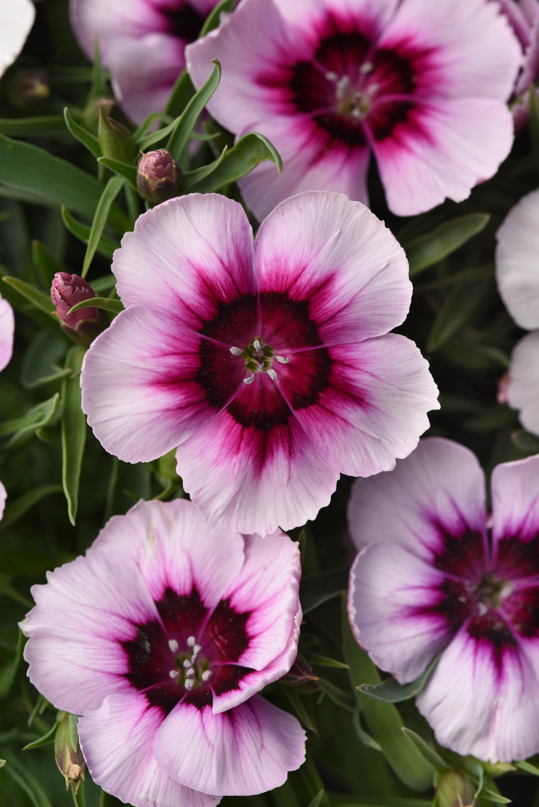 dianthus-coronet-white-purple-eye-garden-flower-seeds