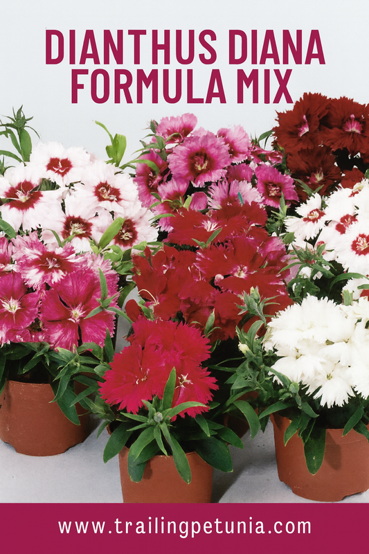 Dianthus Diana Formula Mix – Colorful and Fragrant Blooms from Seed