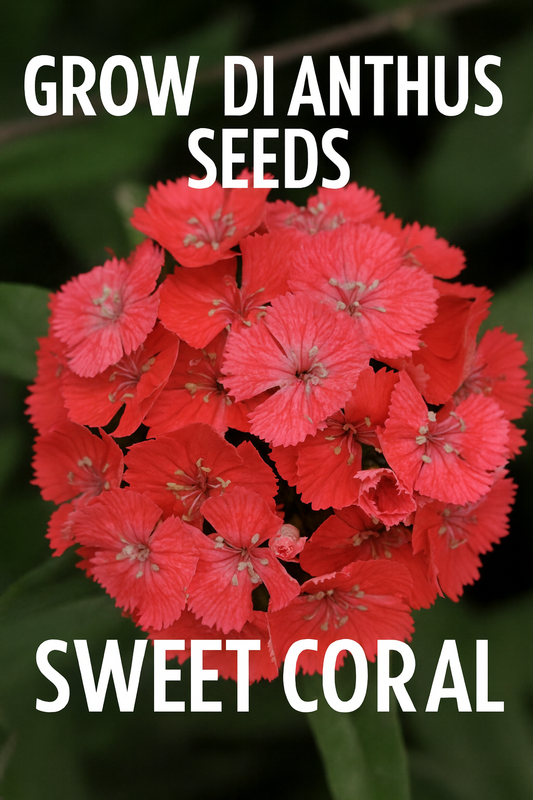 Dianthus Sweet Coral flowers blooming in the garden with vibrant coral petals and strong green stems
