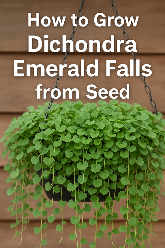 Hanging basket of Dichondra Emerald Falls grown from seed, showing lush trailing green foliage cascading down with rounded leaves