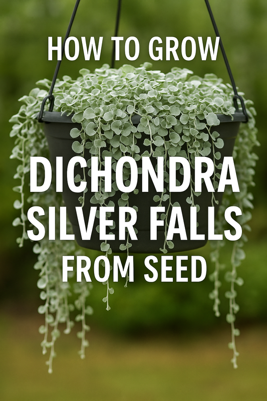 “Hanging basket of Dichondra Silver Falls grown from seed with cascading silver foliage trailing gracefully in a garden setting”