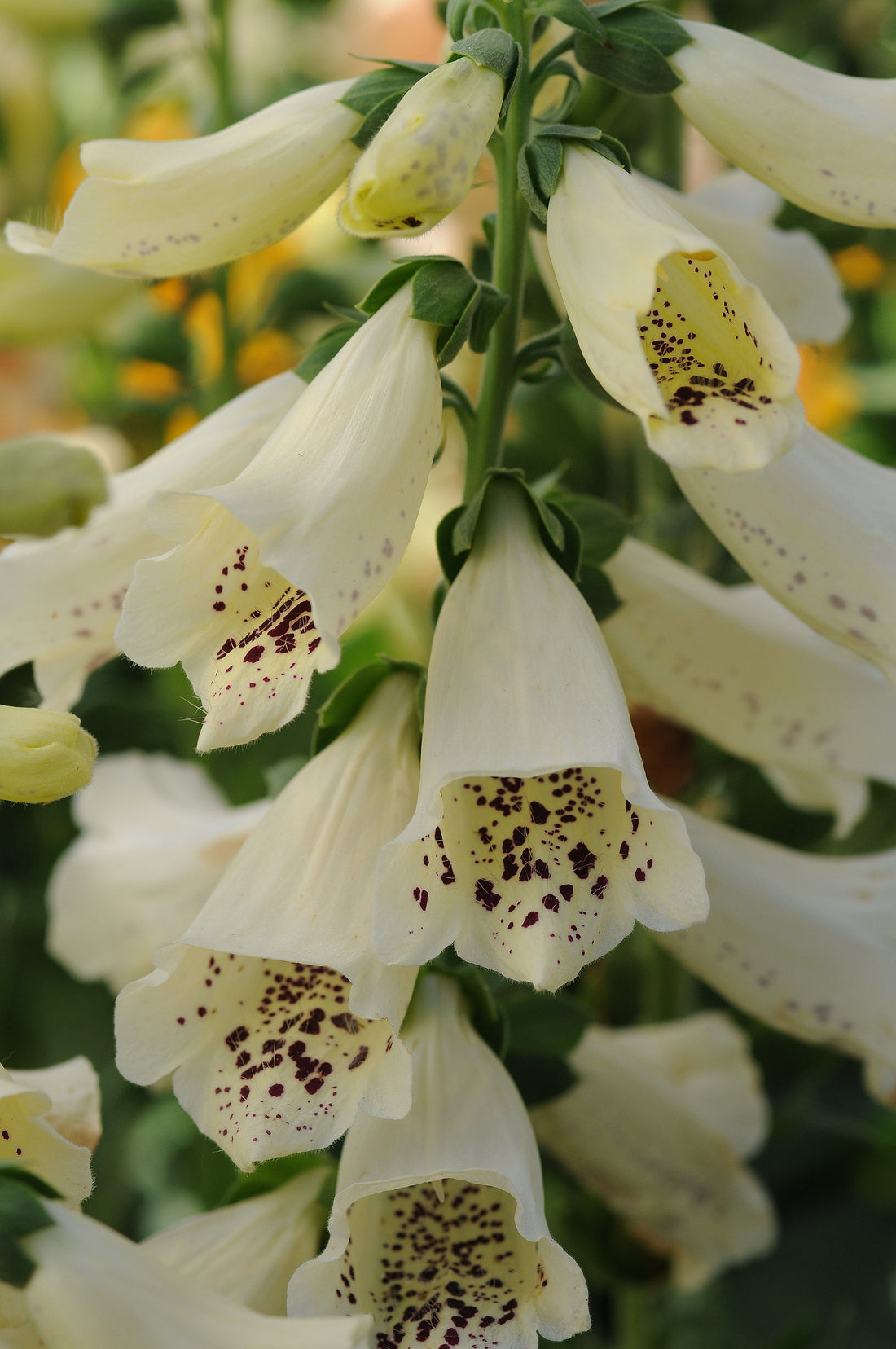 Digitalis Dalmatian Crème foxglove blooming with soft creamy white bell-shaped flowers speckled in the throat, standing tall in a garden bed — cold-hardy perennial ideal for cottage borders
