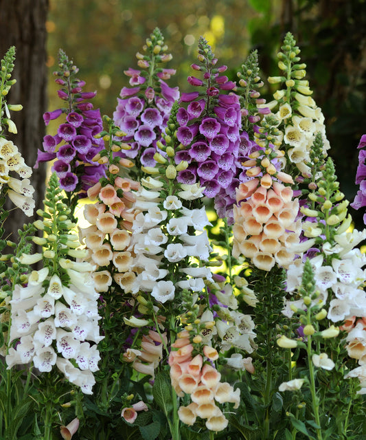 Digitalis Dalmatian Mix foxglove in bloom showing a colorful blend of peach, purple, white, and crème bell-shaped flowers on upright spikes — cold-hardy perennial for pollinator gardens