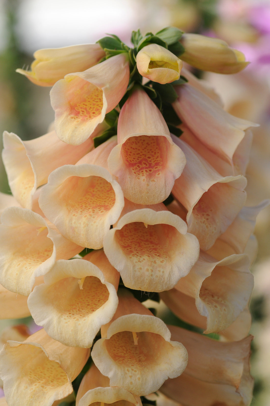 Digitalis Dalmatian Peach in full bloom, showing soft apricot-peach foxglove flowers with light speckles — cold-hardy perennial ideal for romantic cottage gardens