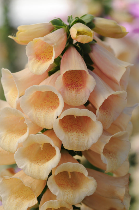 Digitalis Dalmatian Peach in full bloom, showing soft apricot-peach foxglove flowers with light speckles — cold-hardy perennial ideal for romantic cottage gardens