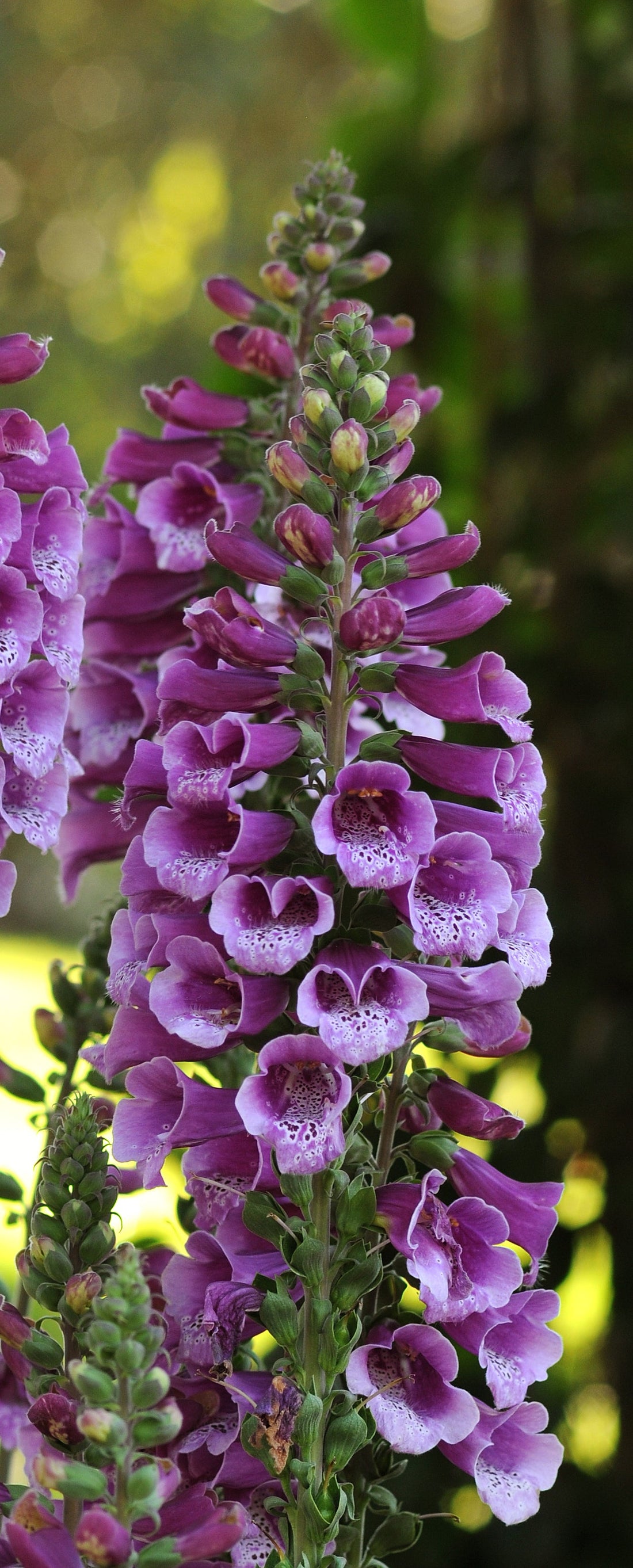 Digitalis Dalmatian Purple foxglove with deep violet bell-shaped flowers and speckled throats, blooming in a garden bed — hardy perennial ideal for pollinators