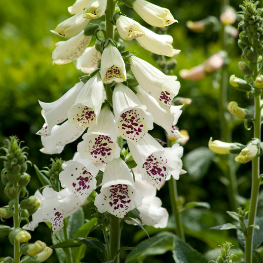 Digitalis Dalmatian White in bloom showing creamy white bell-shaped flowers with soft speckling, ideal cold-hardy perennial for cottage gardens