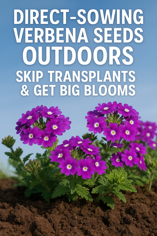 Bright red, purple, and pink Verbena flowers growing outdoors in sunlight with text overlay reading “Direct-Sowing Verbena Seeds Outdoors | Easy Summer Flower Guide