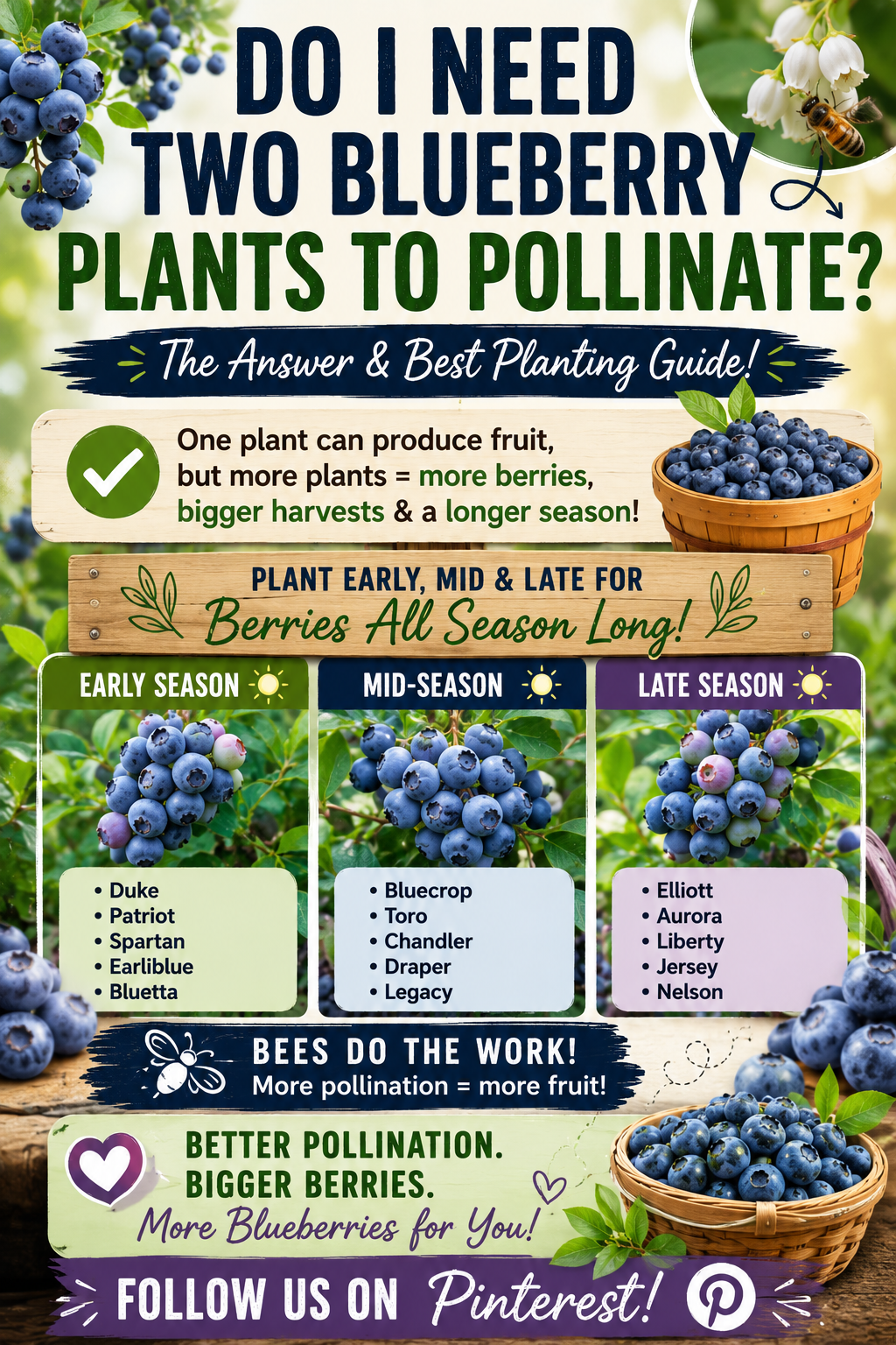 Healthy blueberry bushes with ripe blueberries and honeybees illustrating how cross-pollination between early, mid-season, and late blueberry varieties produces larger harvests and extends the berry season.