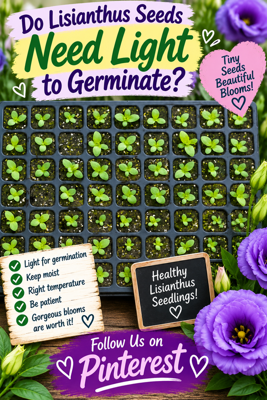 Lisianthus seedlings germinating in seed trays under grow lights at Garden Starts Nursery
