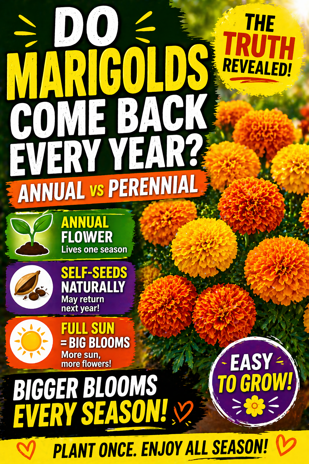 do marigolds come back every year annual vs perennial marigold flowers growing guide with bright blooms
