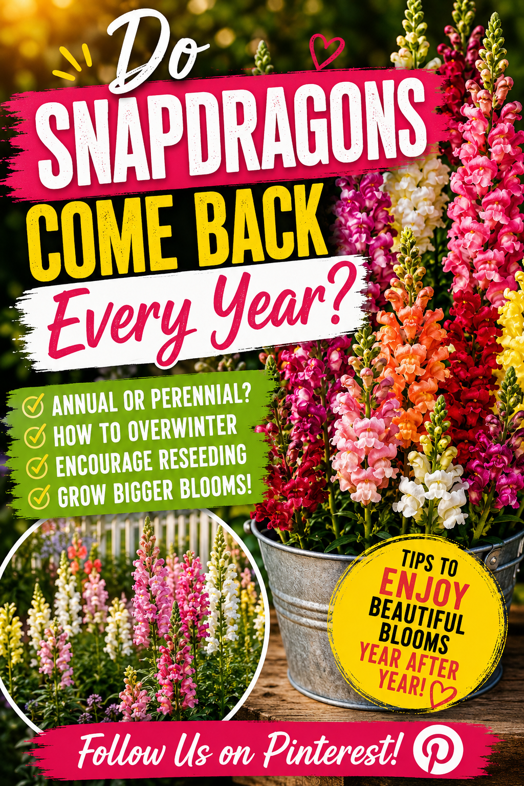 Colorful snapdragons blooming in a garden with tips explaining whether snapdragons are annuals or perennials and how to help them return each year.