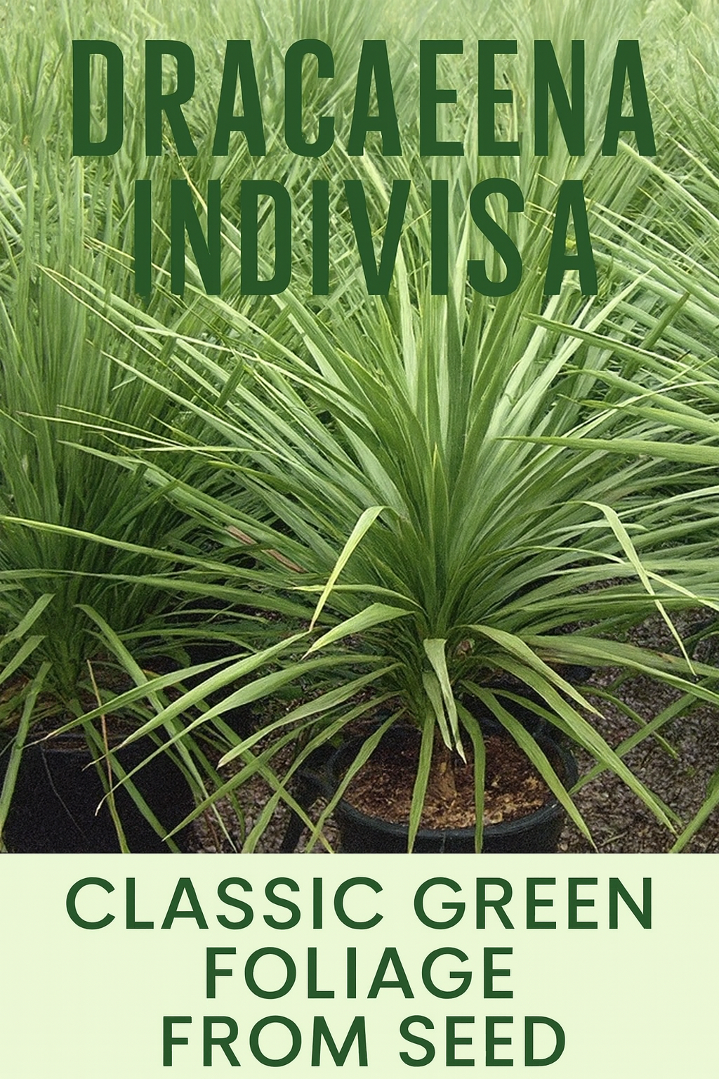 Dracaena Indivisa Dracaena Spike with tall green sword-like leaves grown from seed, used as a striking focal point in containers and landscapes