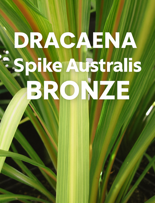 Close-up of Dracaena Spike Australis Bronze foliage showing rich bronze and green sword-like leaves, ideal as a container focal point plant