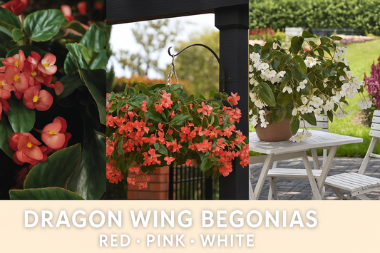 Collage of Dragon Wing Begonia flowers in red, pink, and white colors — ideal for hanging baskets and shade gardens, grown from seeds by Trailing Petunia
