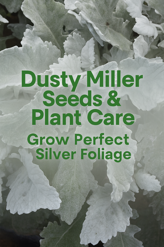 Dusty Miller leaves with bright silver foliage for plant care and seed growing guide