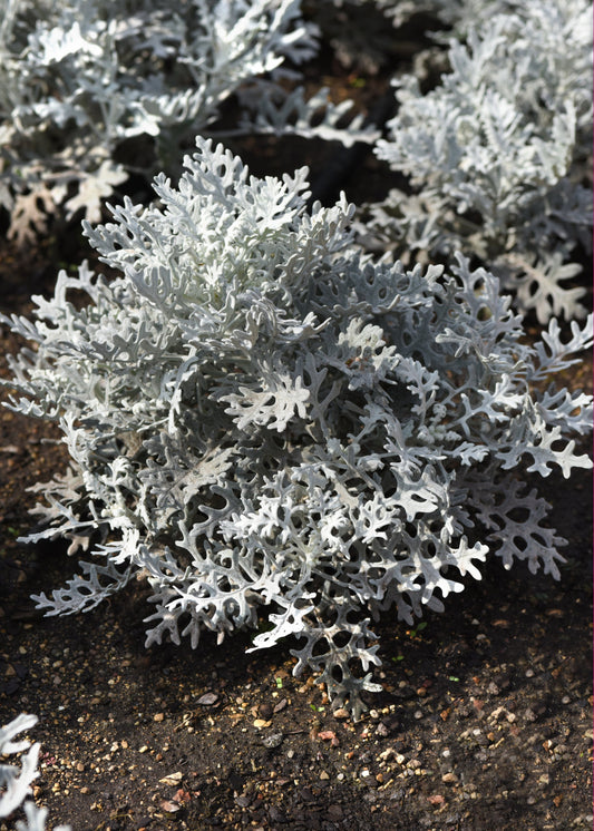 Dusty Miller Silverdust with silvery-white foliage growing in a summer garden