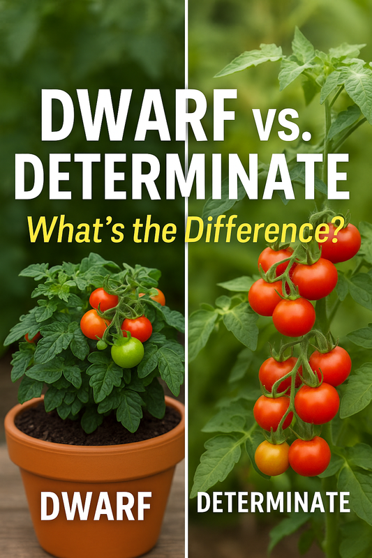 Side-by-side comparison of dwarf and determinate tomato plants — compact potted tomato vs. larger bushy tomato plant with red fruit — highlighting key growing differences