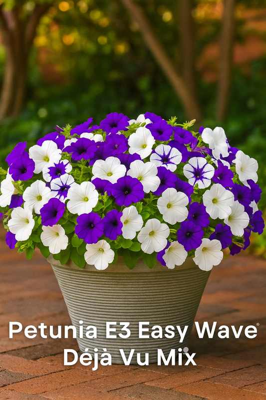 A vibrant E3 Easy Wave® Déjà Vu Mix petunia display in a patio container, featuring deep purple, white, and violet blooms with a lush, mounded and spreading habit — perfect for hanging baskets and garden planters.