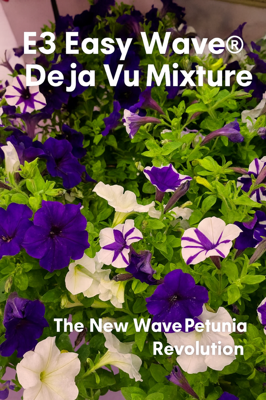 E3 Easy Wave® Déjà Vu Mixture petunias in full bloom, showing vibrant blue, white, and bicolor flowers with a mounded, trailing habit perfect for hanging baskets and garden planters