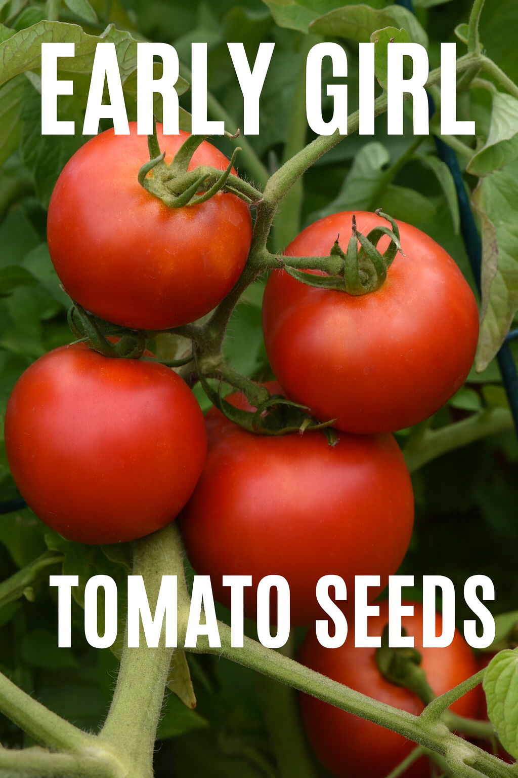 Early Girl Tomatoes ripening on the vine – fast-growing, high-yield tomato variety with classic garden flavor
