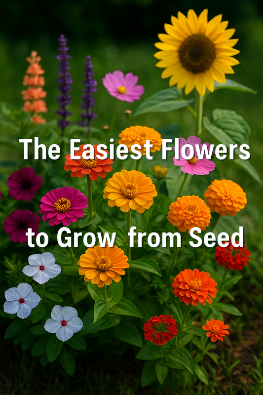 Colorful summer garden with zinnias, sunflowers, marigolds, cosmos, and other beginner-friendly flowers that are the easiest to grow from seed