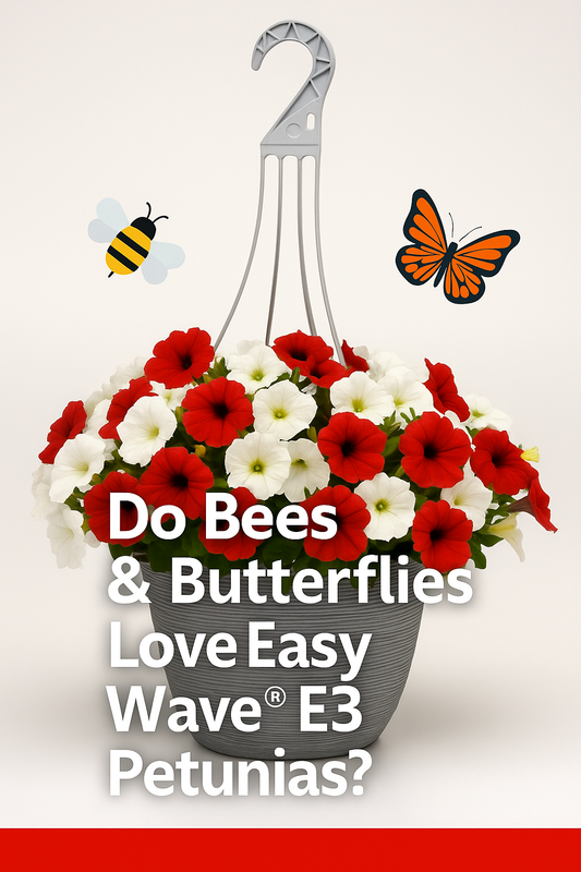 Do bees and butterflies love Easy Wave E3 Petunias? A vibrant red and white hanging basket filled with blooms attracting pollinators in a summer garden