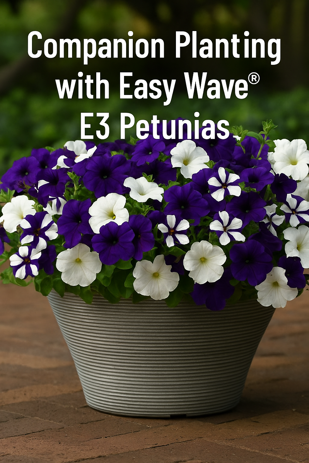Easy Wave® E3 Petunias in vibrant mixed colors, perfect for companion planting with marigolds, alyssum, sunflowers, herbs, and more in hanging baskets or garden beds
