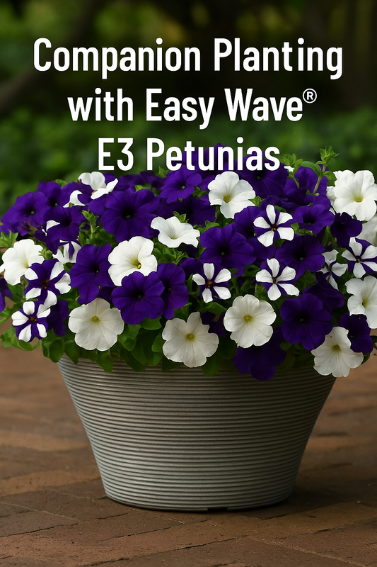 Easy Wave® E3 Petunias in vibrant mixed colors, perfect for companion planting with marigolds, alyssum, sunflowers, herbs, and more in hanging baskets or garden beds