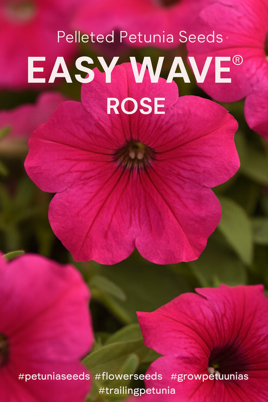 pelleted-petunia-seeds-easy-wave-rose-flower-blooms