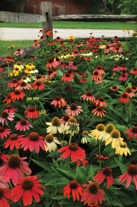Vibrant mix of Echinacea Cheyenne Spirit flowers blooming in shades of red, orange, yellow, and pink