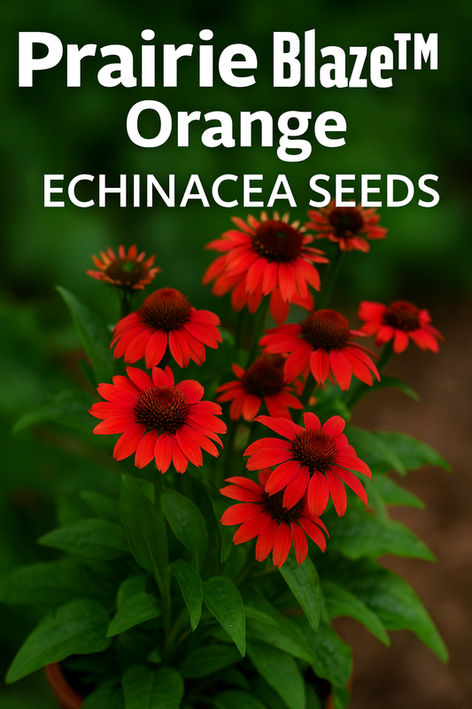 Echinacea Prairie Blaze™ Orange Coneflower blooming in a pot – vibrant orange petals with dark centers, perfect perennial for pollinator gardens.