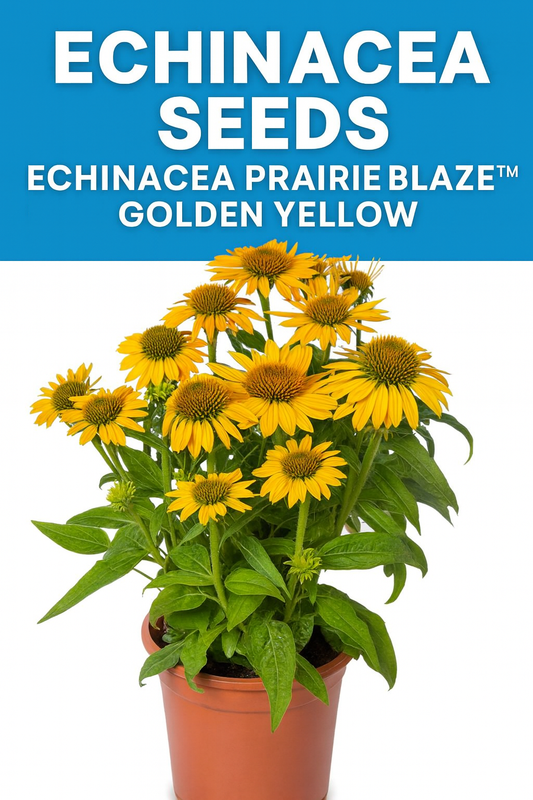 "Echinacea Prairie Blaze Golden Yellow Coneflower grown from seed in a garden pot with bright golden-yellow petals"