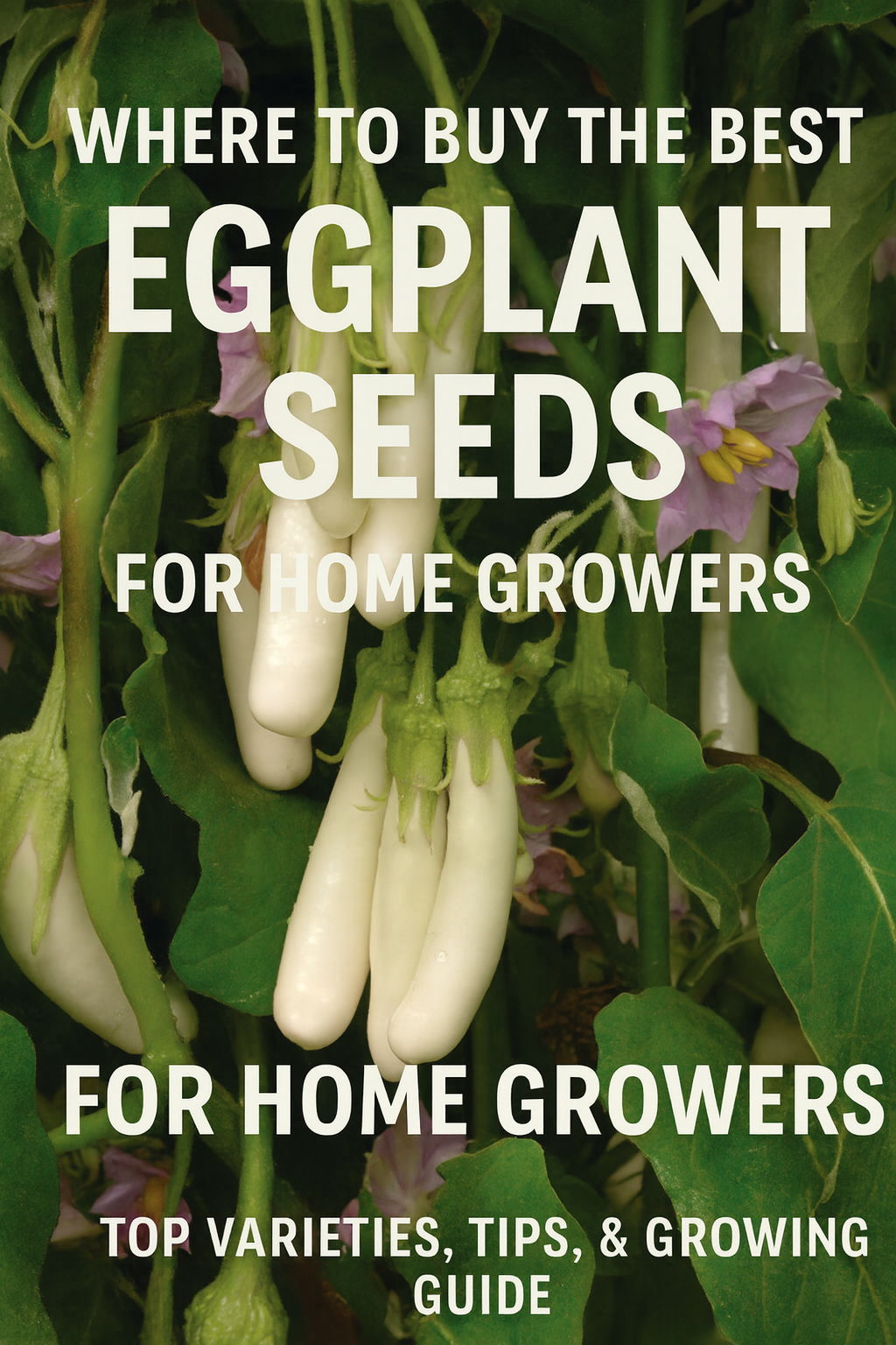 “Cluster of white eggplants growing on the plant — premium eggplant seeds for home vegetable gardens