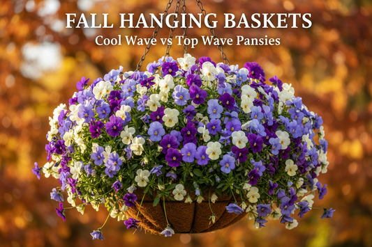 Trailing pansies cascading from a 12-inch fall hanging basket — Cool Wave vs Top Wave series comparison
